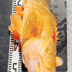 第二龍勢丸 釣果