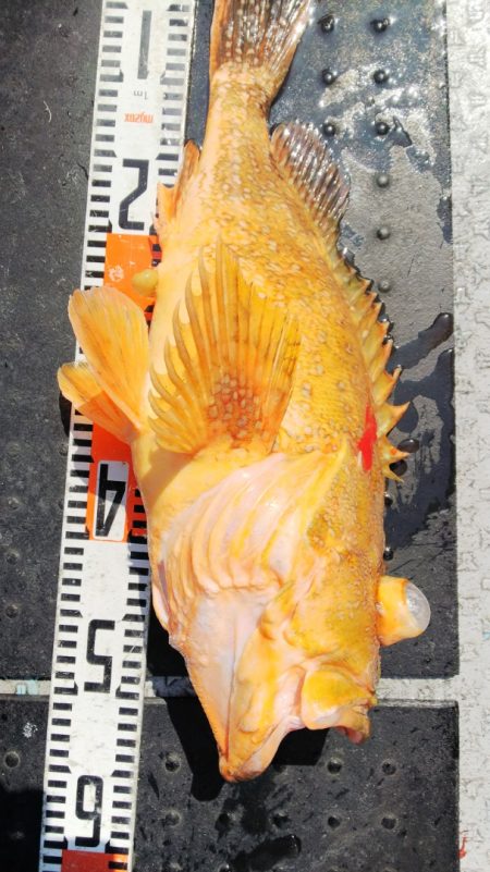 第二龍勢丸 釣果