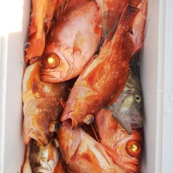 第二龍勢丸 釣果