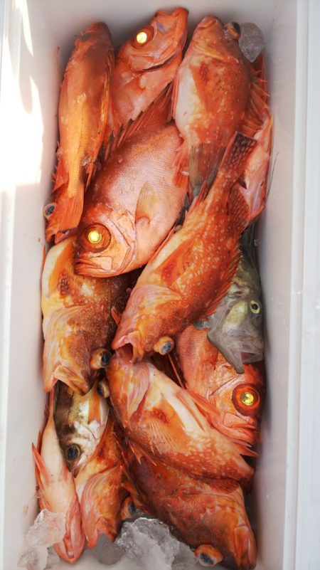 第二龍勢丸 釣果