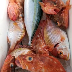 LUSTER『ラスター』 釣果