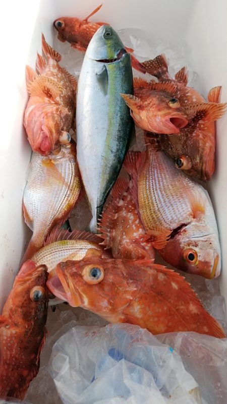 LUSTER『ラスター』 釣果