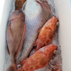 LUSTER『ラスター』 釣果