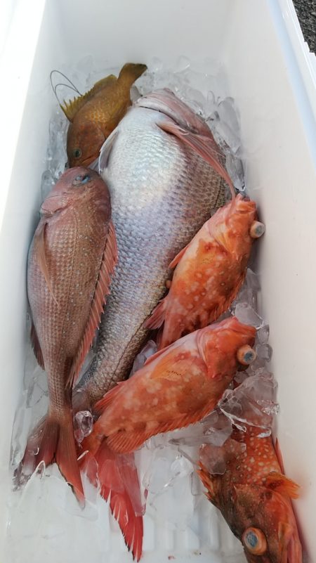 LUSTER『ラスター』 釣果