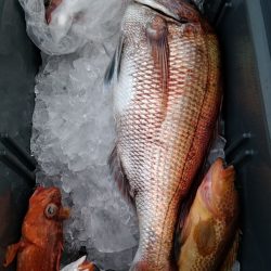 LUSTER『ラスター』 釣果