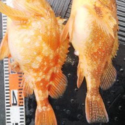 第二龍勢丸 釣果