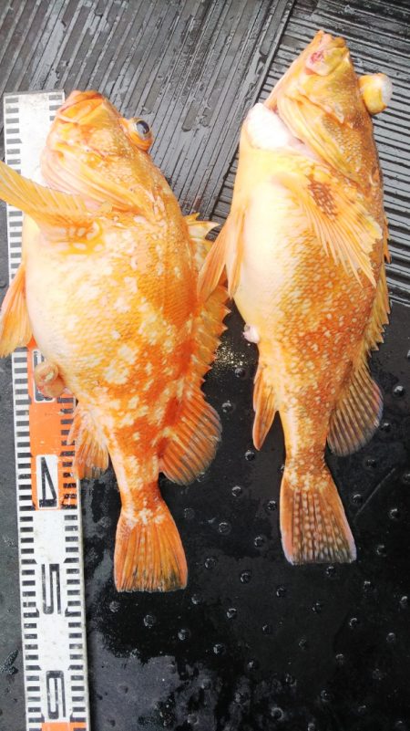 第二龍勢丸 釣果