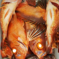 第二龍勢丸 釣果