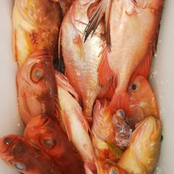 第二龍勢丸 釣果