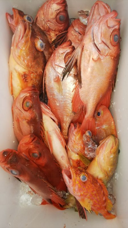 第二龍勢丸 釣果