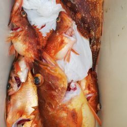 第二龍勢丸 釣果