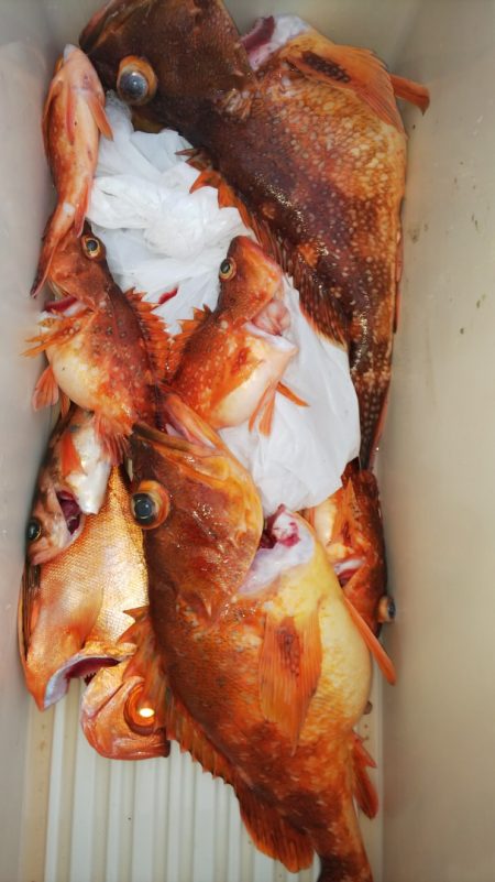 第二龍勢丸 釣果