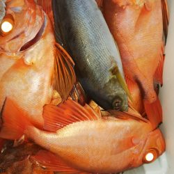 第二龍勢丸 釣果