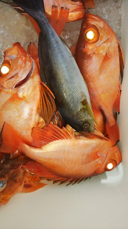 第二龍勢丸 釣果