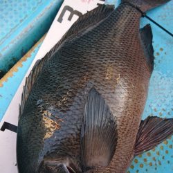 シースナイパー海龍 釣果