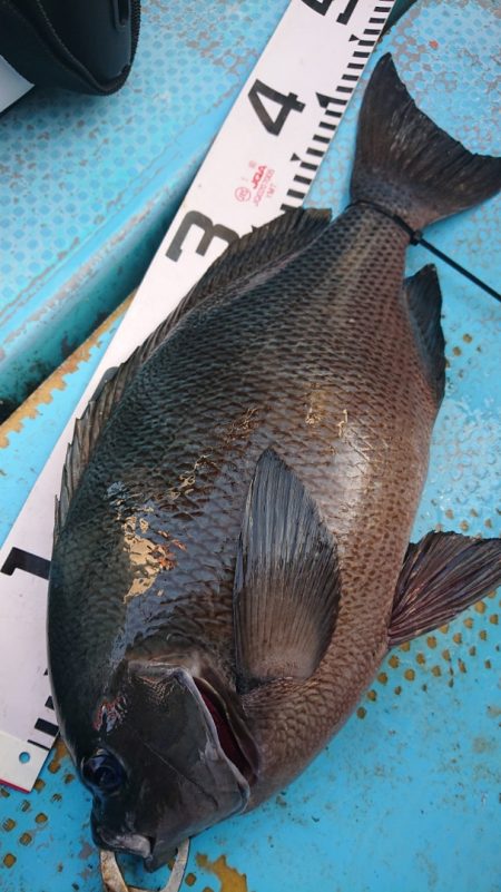 シースナイパー海龍 釣果