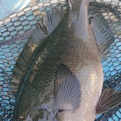 シースナイパー海龍 釣果