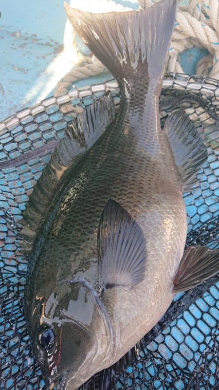 シースナイパー海龍 釣果