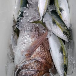 LUSTER『ラスター』 釣果