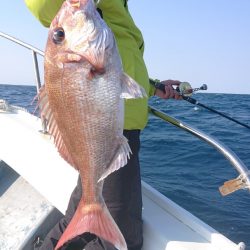 だて丸 釣果