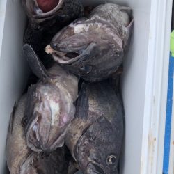 海龍丸（石川） 釣果