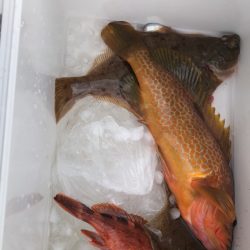 海龍丸（石川） 釣果