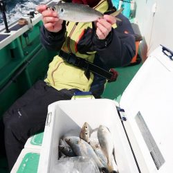 金沢八景鴨下丸 釣果