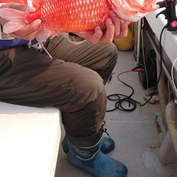 エンペラー 釣果