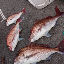 ARCADIAⅡ （アルカディアⅡ） 釣果