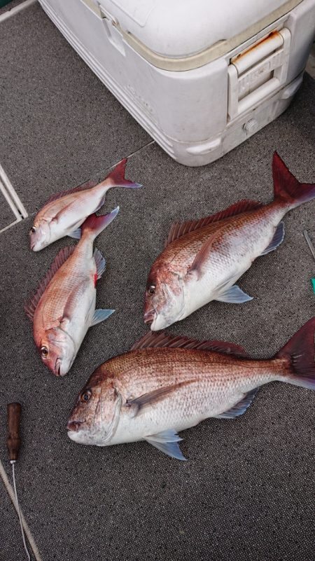 ARCADIAⅡ （アルカディアⅡ） 釣果