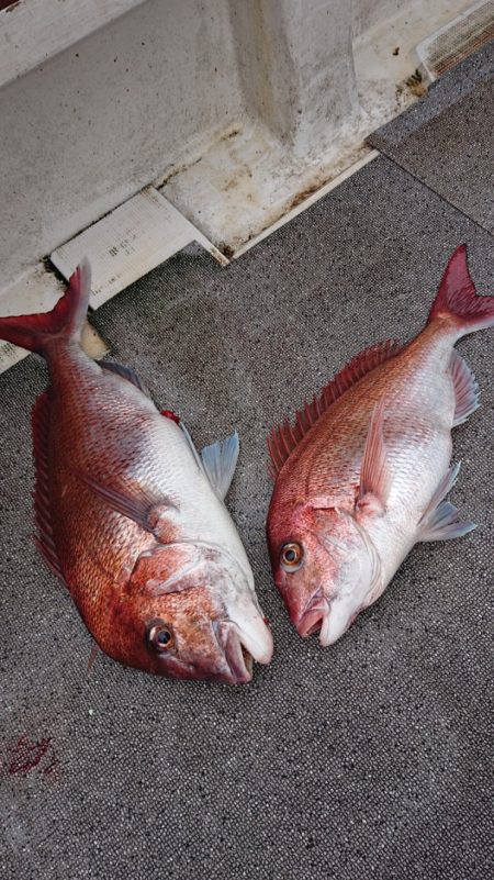 ARCADIAⅡ （アルカディアⅡ） 釣果