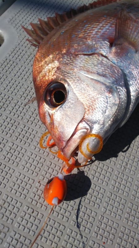 タイラバ遊漁船 ワンピース 釣果