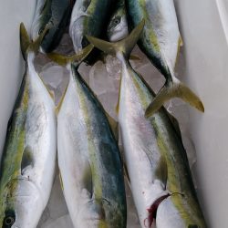 LUSTER『ラスター』 釣果