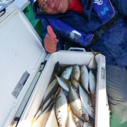 金沢八景鴨下丸 釣果