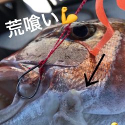 龍神丸(鹿児島) 釣果