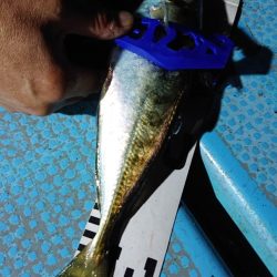 シースナイパー海龍 釣果