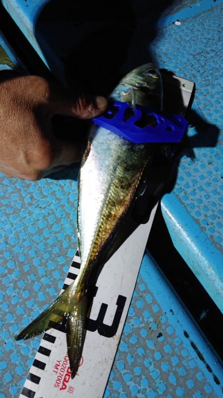 シースナイパー海龍 釣果