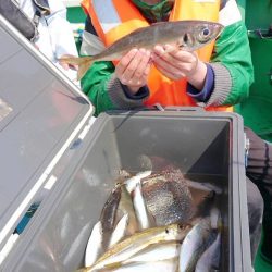 金沢八景鴨下丸 釣果