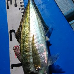 シースナイパー海龍 釣果