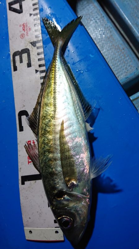 シースナイパー海龍 釣果