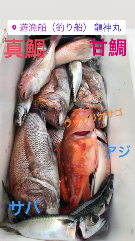 龍神丸(鹿児島) 釣果