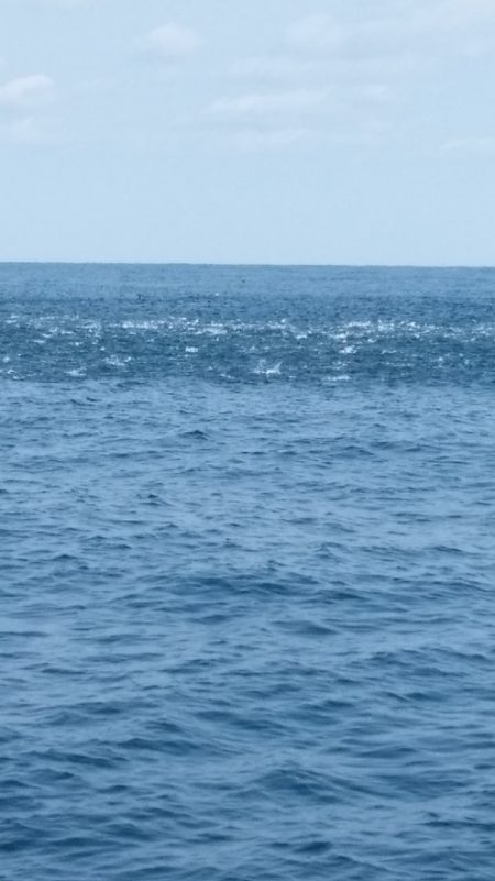 LUSTER『ラスター』 釣果