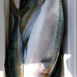 第二龍勢丸 釣果