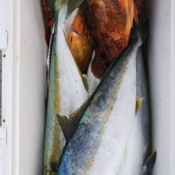 第二龍勢丸 釣果