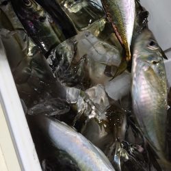 シースナイパー海龍 釣果