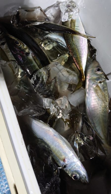 シースナイパー海龍 釣果