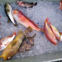 Big One ビッグワン 釣果