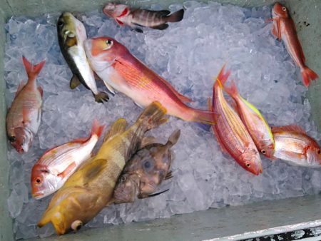 Big One ビッグワン 釣果