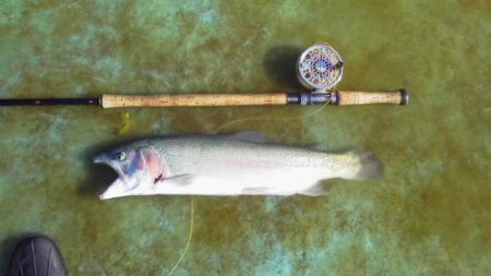 としまえんフィッシングエリア 釣果