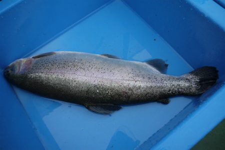 としまえんフィッシングエリア 釣果